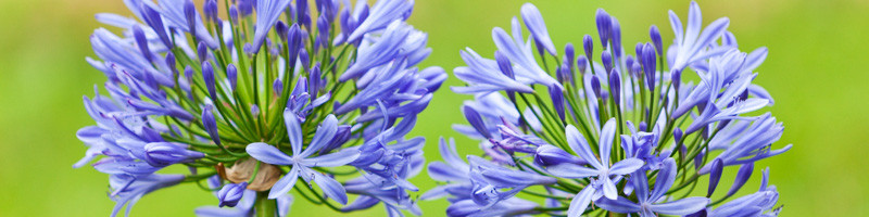 Agapanthus, Lily of the Nile